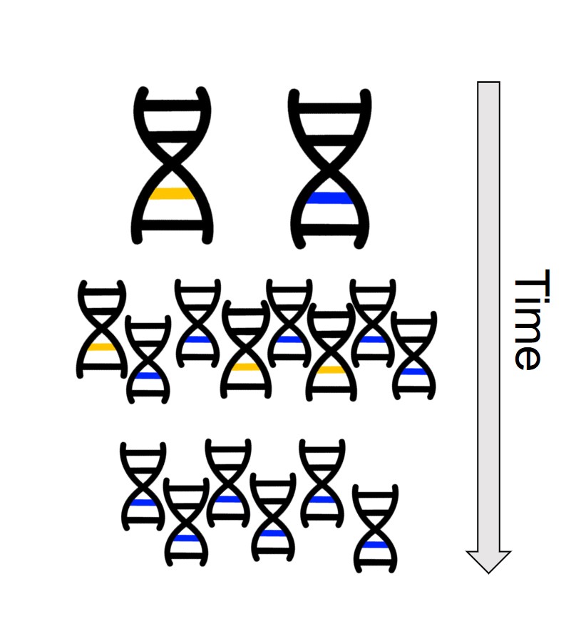 Adaptation from genetic variation.jpg